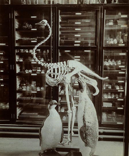 ostrichskeleton[1].JPG